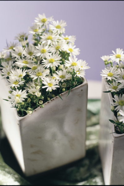 gros plan de fleurs blanche dans des pot carré blanc