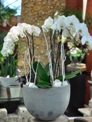 Grande composition d'Orchidèe blanche dans un pot en beton
