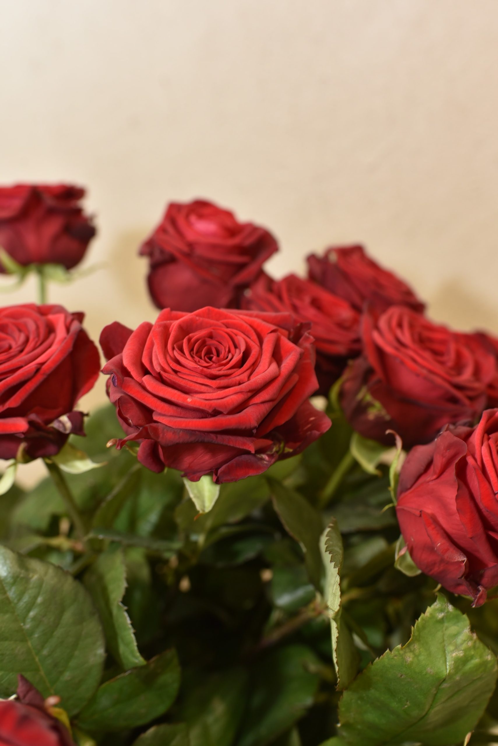 Bouquet de grandes roses rouge - Blumstein Fleuriste Strasbourg