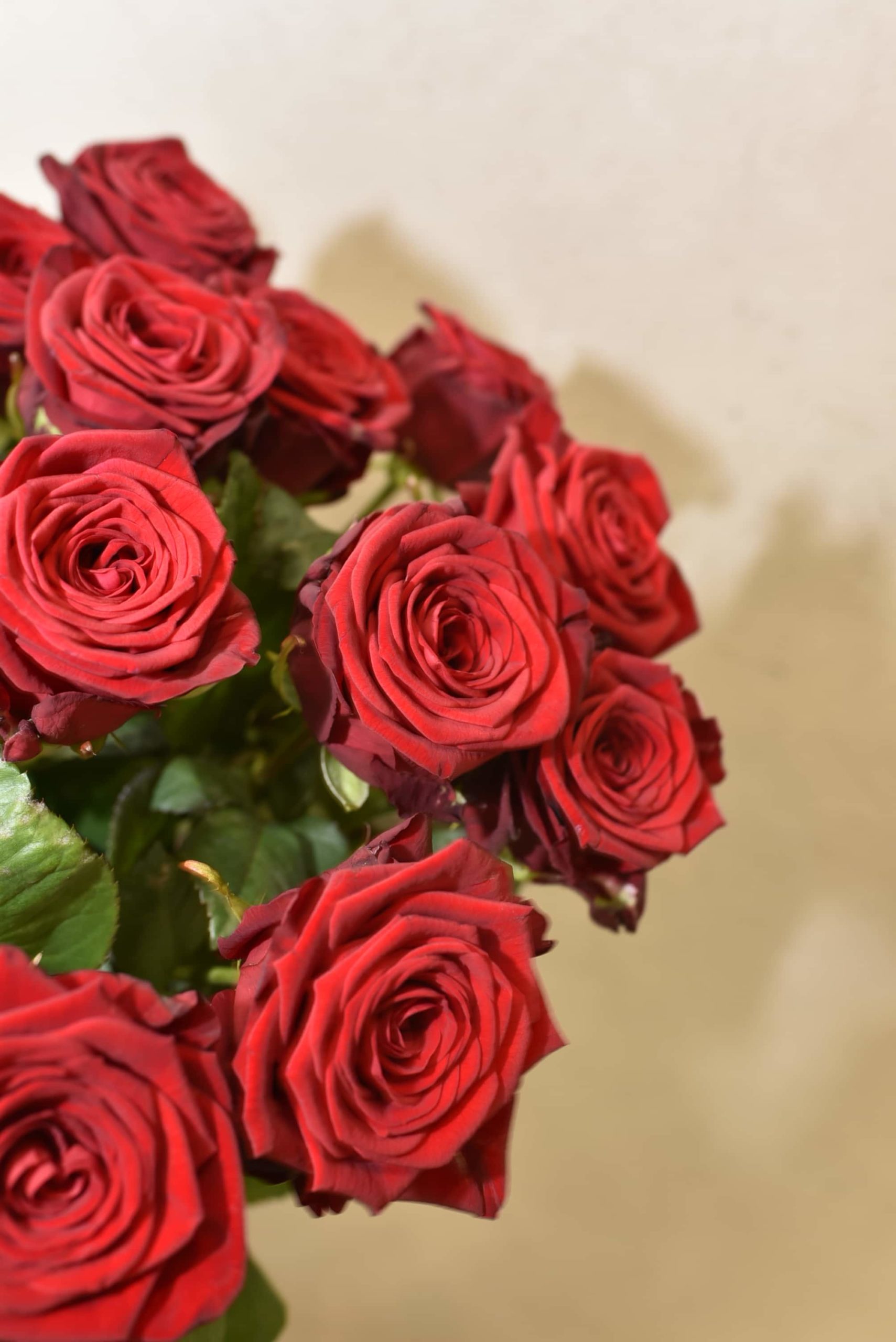 Bouquet de grandes roses rouge - Blumstein Fleuriste Strasbourg