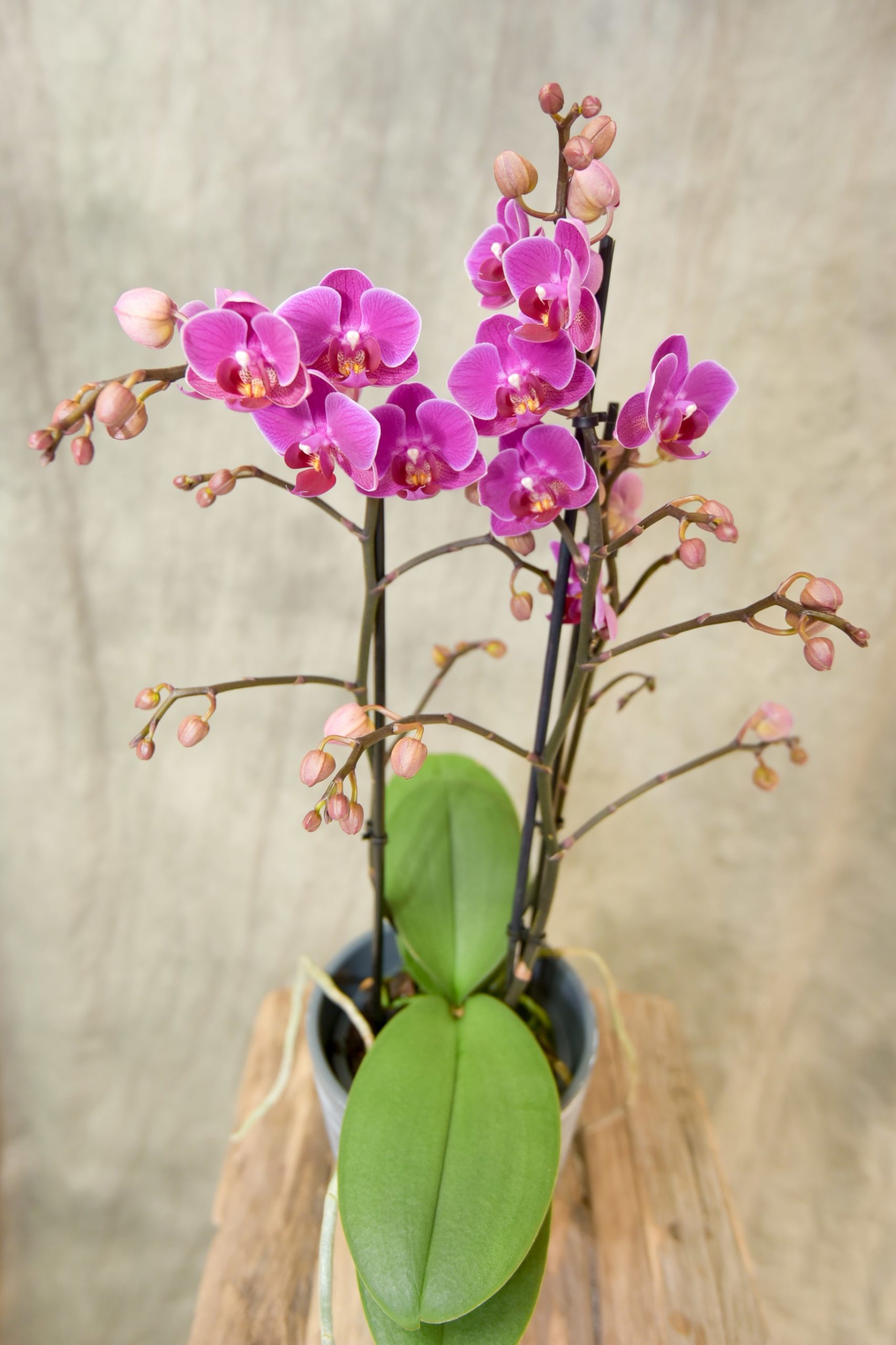 Orchidée blanche de taille moyenne - Blumstein Fleuriste Strasbourg