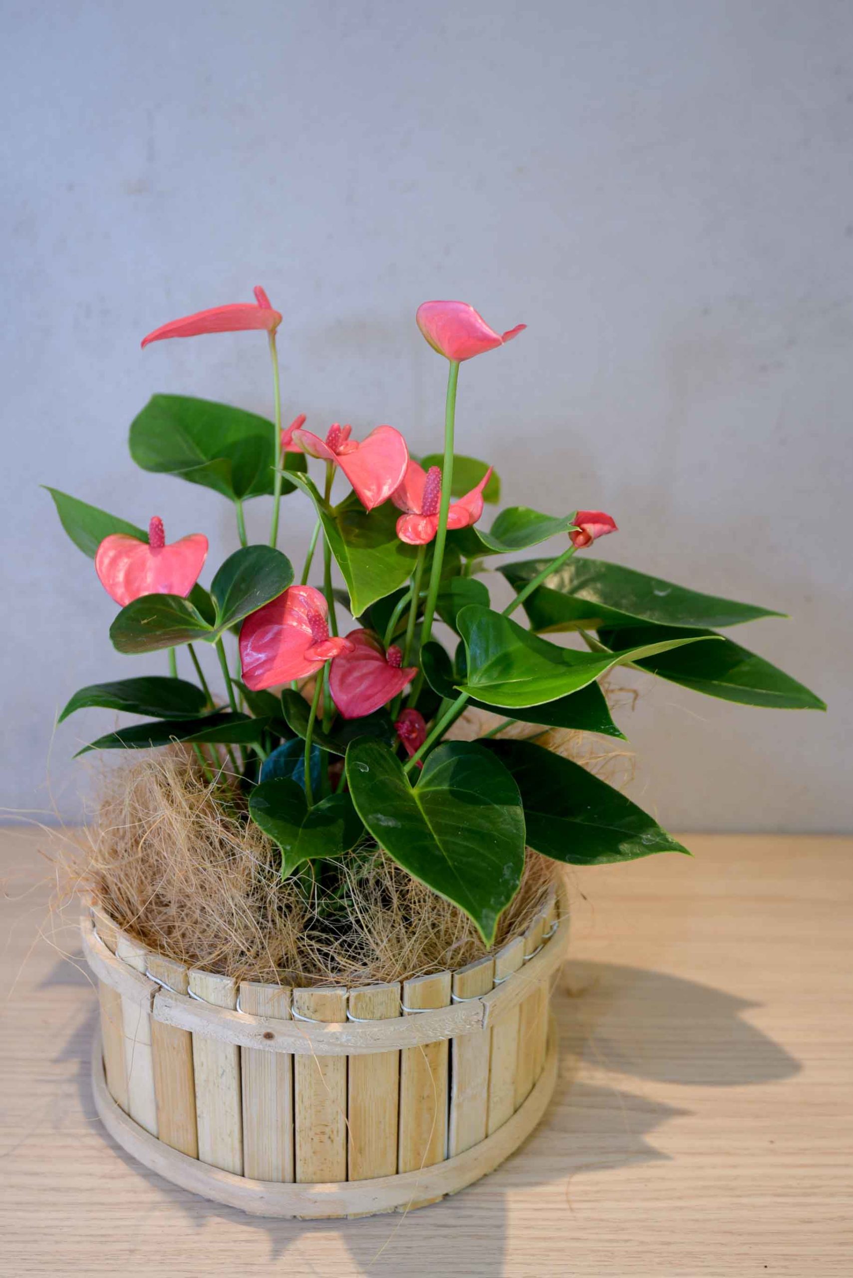 Gros fleur coupée anthurium pour décorer n'importe quel