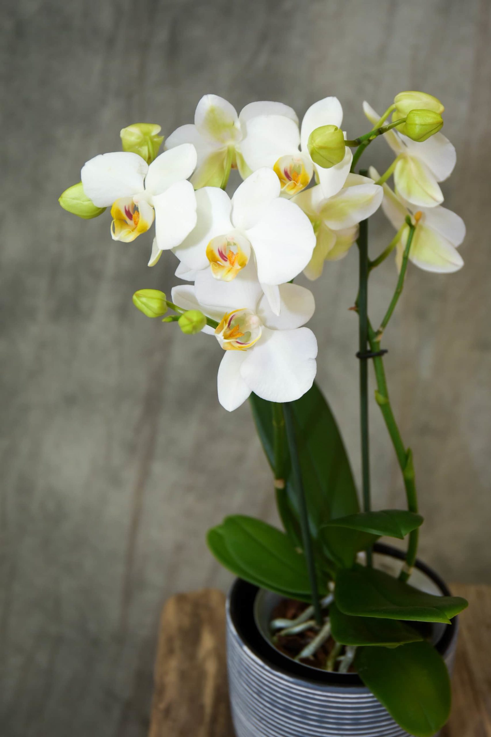 Orchidée naturelle