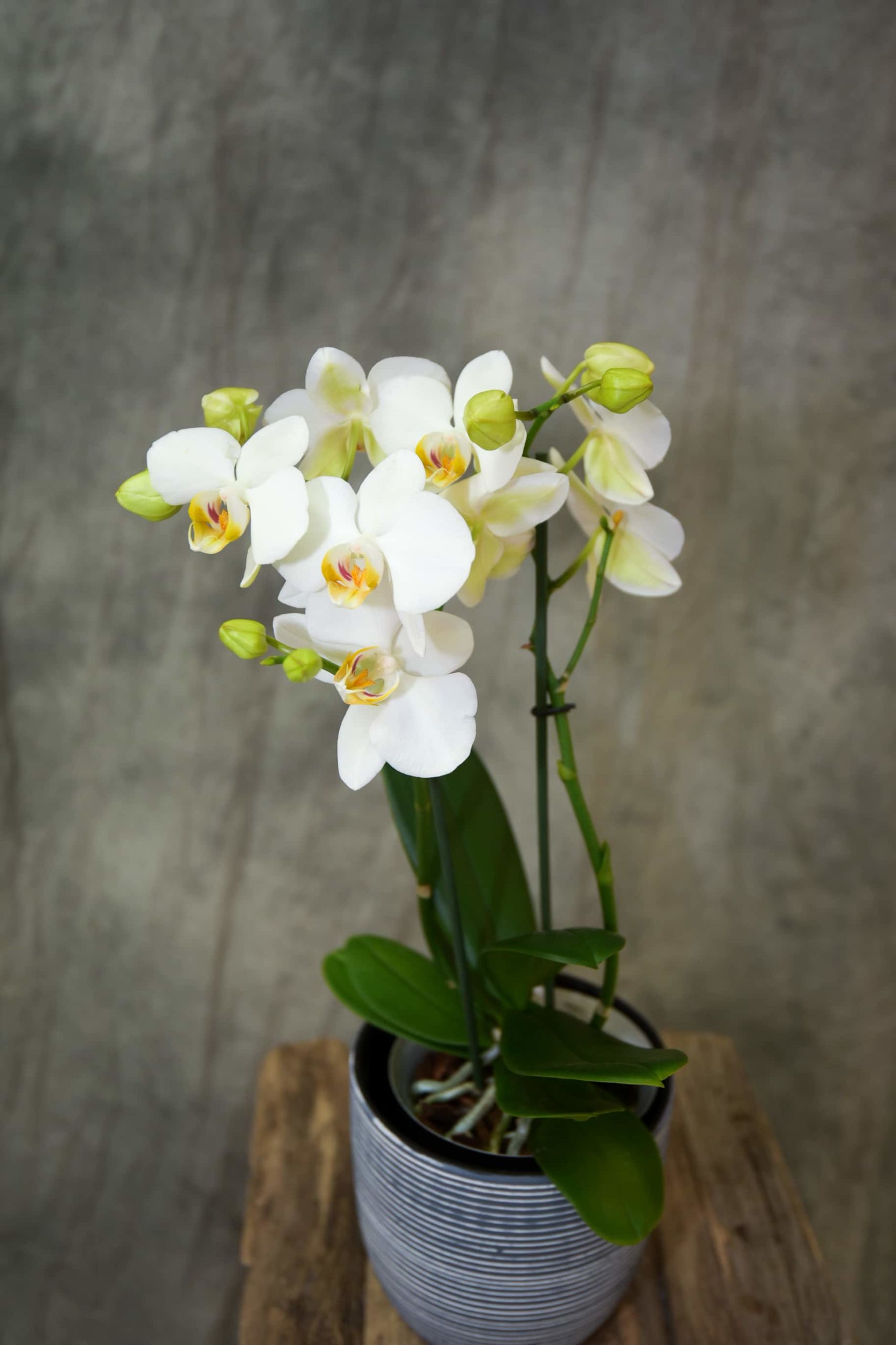 Orchidée blanche de taille moyenne - Blumstein Fleuriste Strasbourg