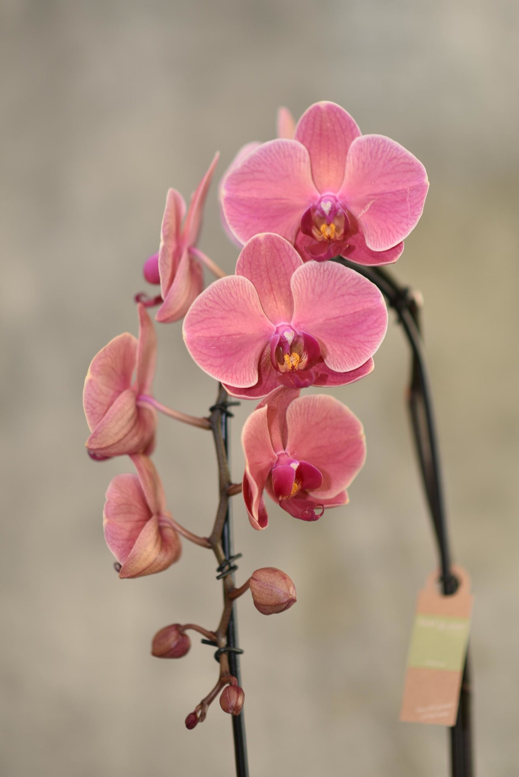 Orchidée blanche de taille moyenne - Blumstein Fleuriste Strasbourg