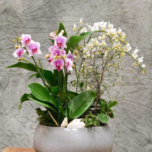 Orchidée blanche avec cache pot – fleursetdesign