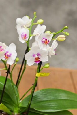 Orchidée blanche de taille moyenne - Blumstein Fleuriste Strasbourg