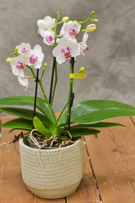 Orchidée blanche de taille moyenne - Blumstein Fleuriste Strasbourg