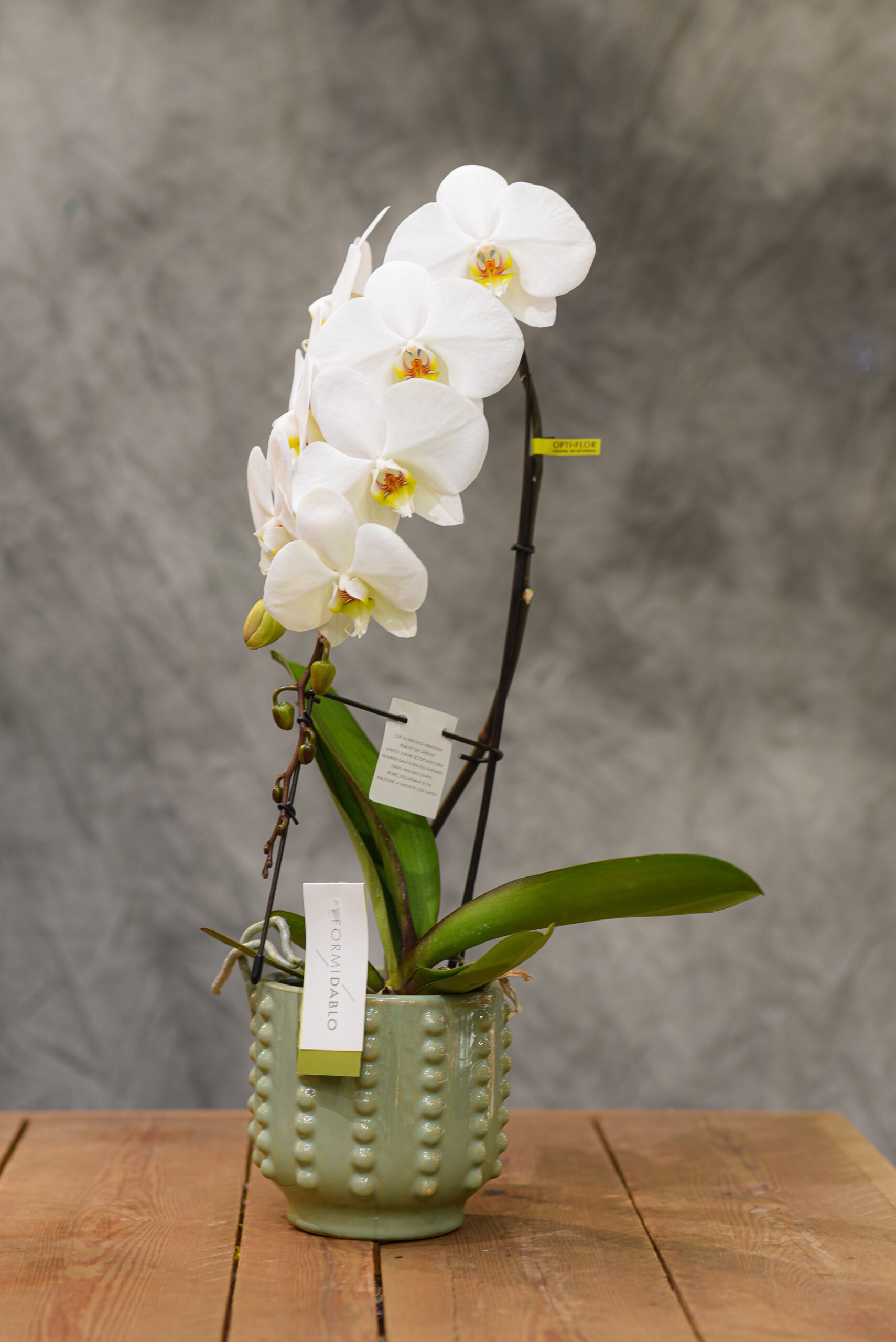 Orchidée Phalaenopsis (avec cache-pot)