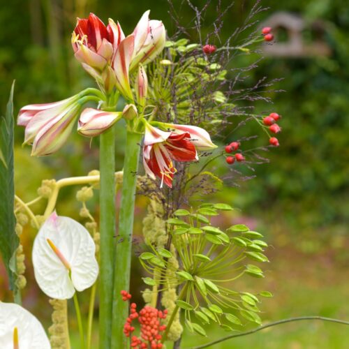 Abonnement floral avec des Amaryllis_-2