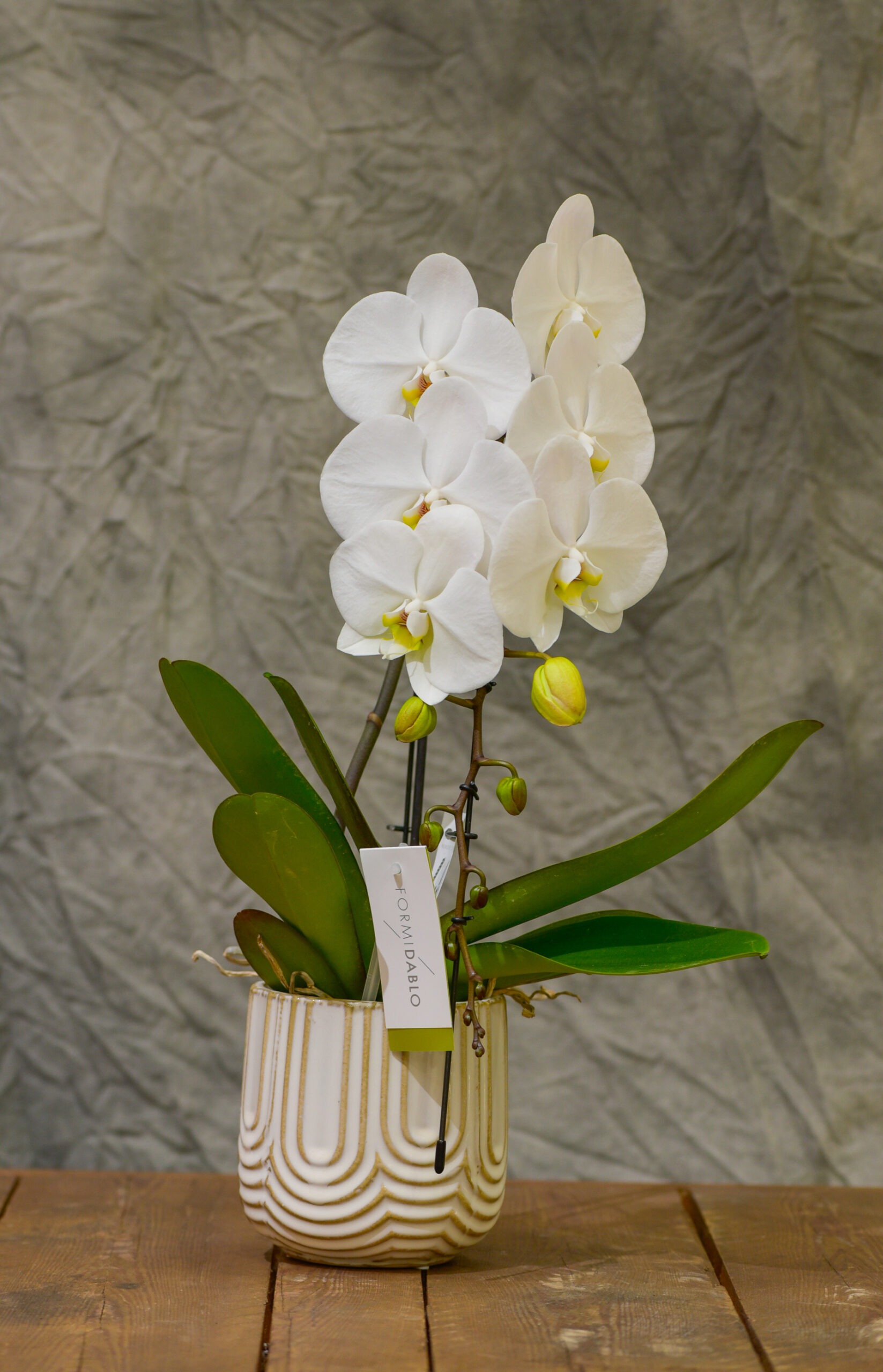 Orchidée blanche et son cache-pot - La boutique de Fleurs