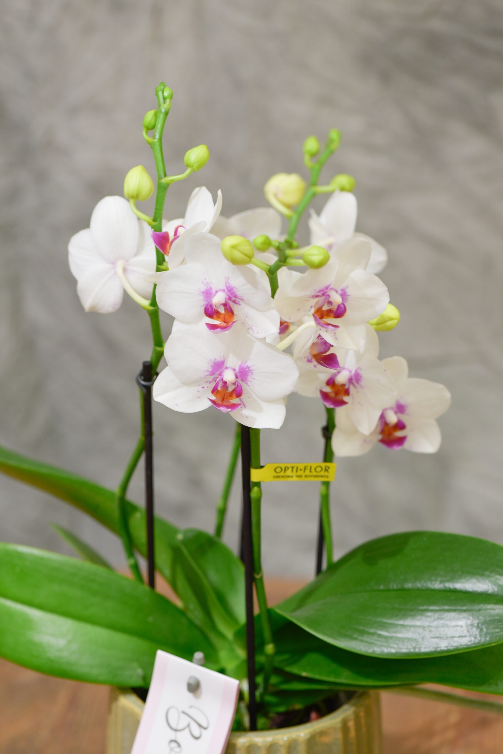 L'Orchidée de blanche et son cache-pot en céramique - Blumstein