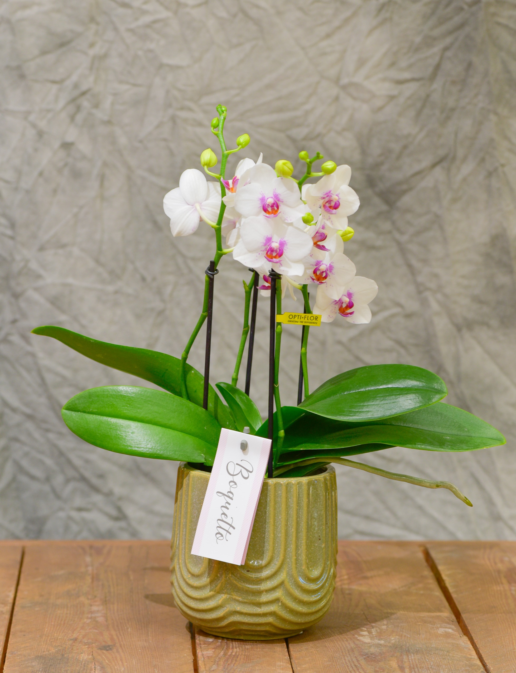 L'Orchidée de blanche et son cache-pot en céramique - Blumstein Fleuriste  Strasbourg