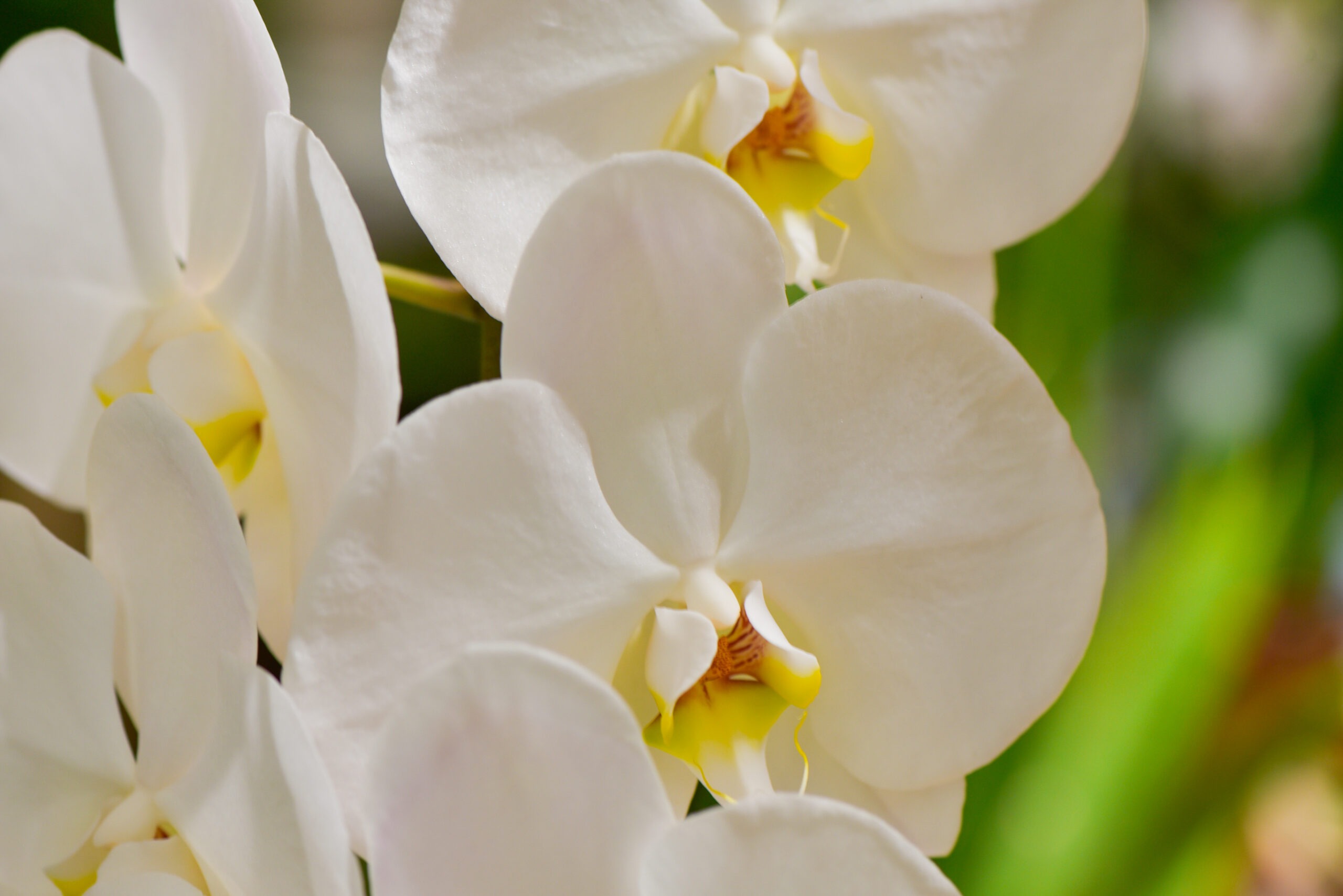 L'Orchidée de blanche et son cache-pot en céramique - Blumstein Fleuriste  Strasbourg