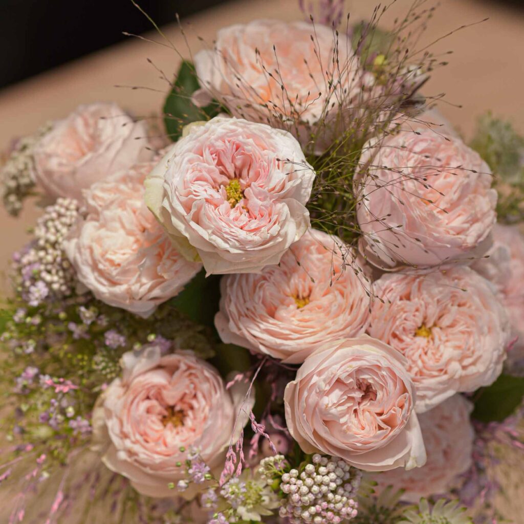 la petite délicaté des roses poudré du jardin_