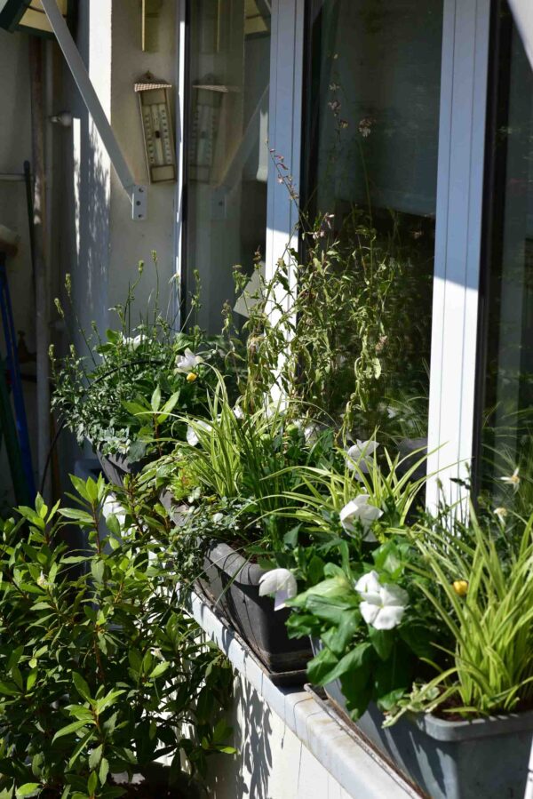 Aménagement de jardinière comme à l'Anglaise