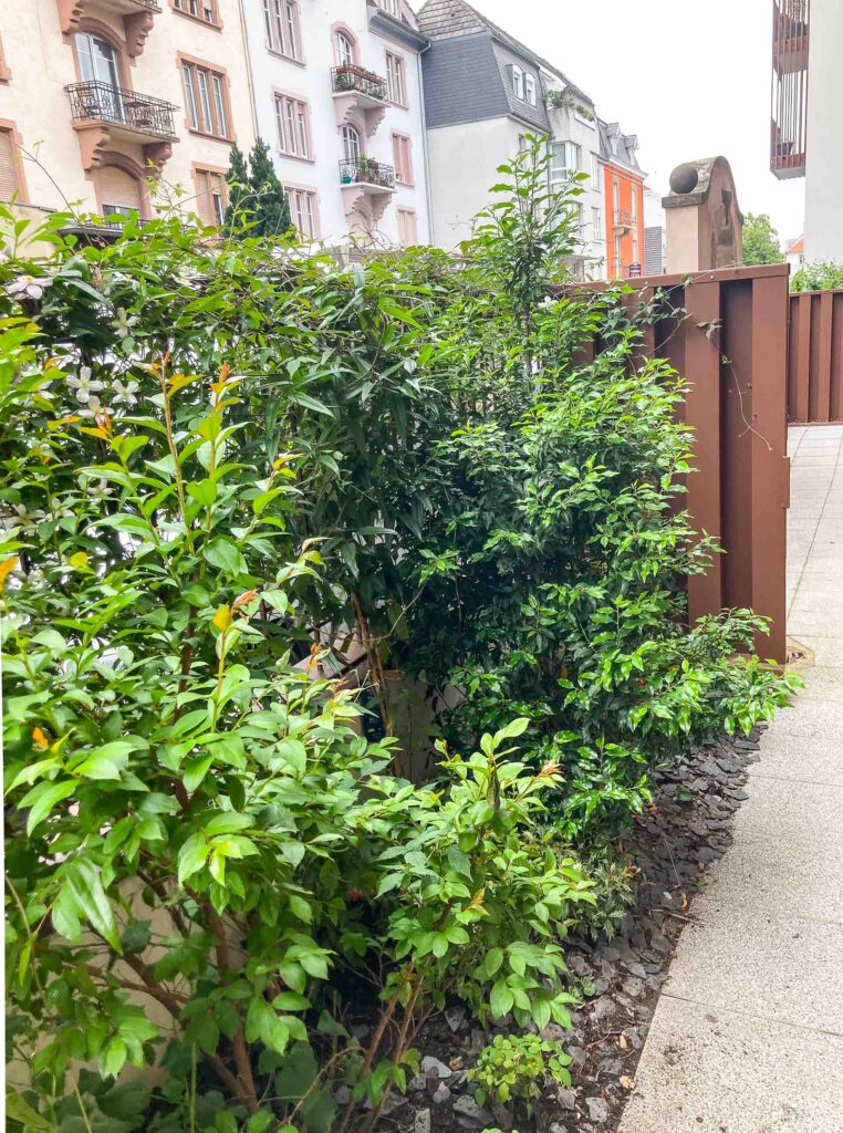 les plantes en place suivant la saison des fleurs