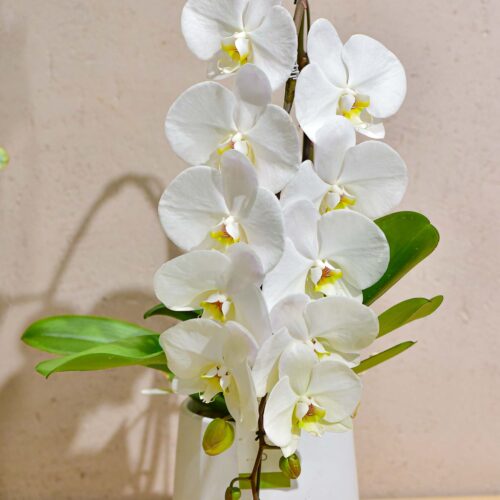 Une grande  Orchidée blanche en cascade de grande fleurs avec son cache-pot